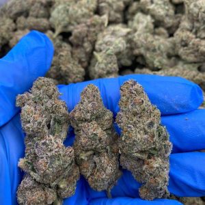 Gelato Weed Strain