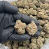 Gelonade Weed Strain