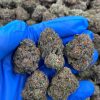 White Weed Strain